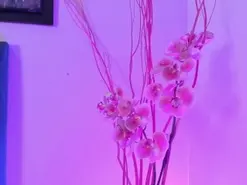 Amateur Sex Cam of AnnaBrooks