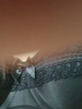 Cam4 Sex Cam of Camily